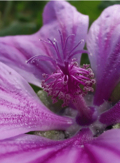 Farbige Blume in den Reben