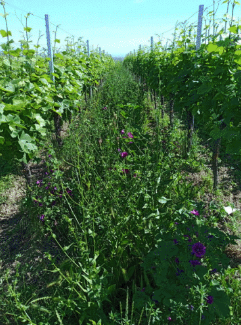 Blumen zwischen den Weinreben